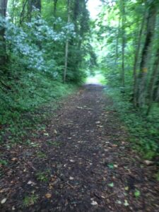 Breiter Waldweg mit dichtem Blätterdach, Boden feucht und mit Blättern bedeckt.