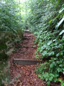 Steiler, nasser Waldpfad mit eingearbeiteten Holzstufen, umgeben von feuchtem Laub.