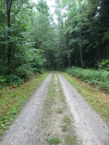 Waldweg mit zwei Fahrspuren, umgeben von dichtem grünen Laubwald.