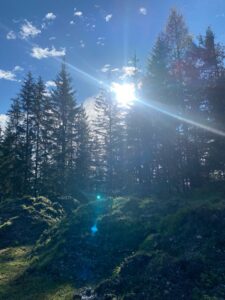 Sonnenstrahlen hinter hohen Fichten: Waldstück mit Gegenlicht, Lichtstrahlen fallen durch die Bäume.