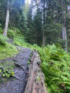 Waldweg mit Farnen: Schmaler Pfad mit Wurzeln, ein umgestürzter Baum am Rand, moosiges, dichtes Grün.