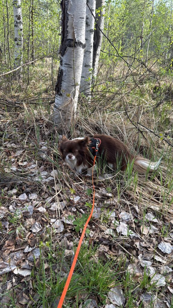 Nuo zwischen Birken im Wald – Der Hund steht im hohen Gras zwischen Birken, die Augen geschlossen, die Körperhaltung unsicher – er zeigt deutlich, dass es ihm nicht gut geht.