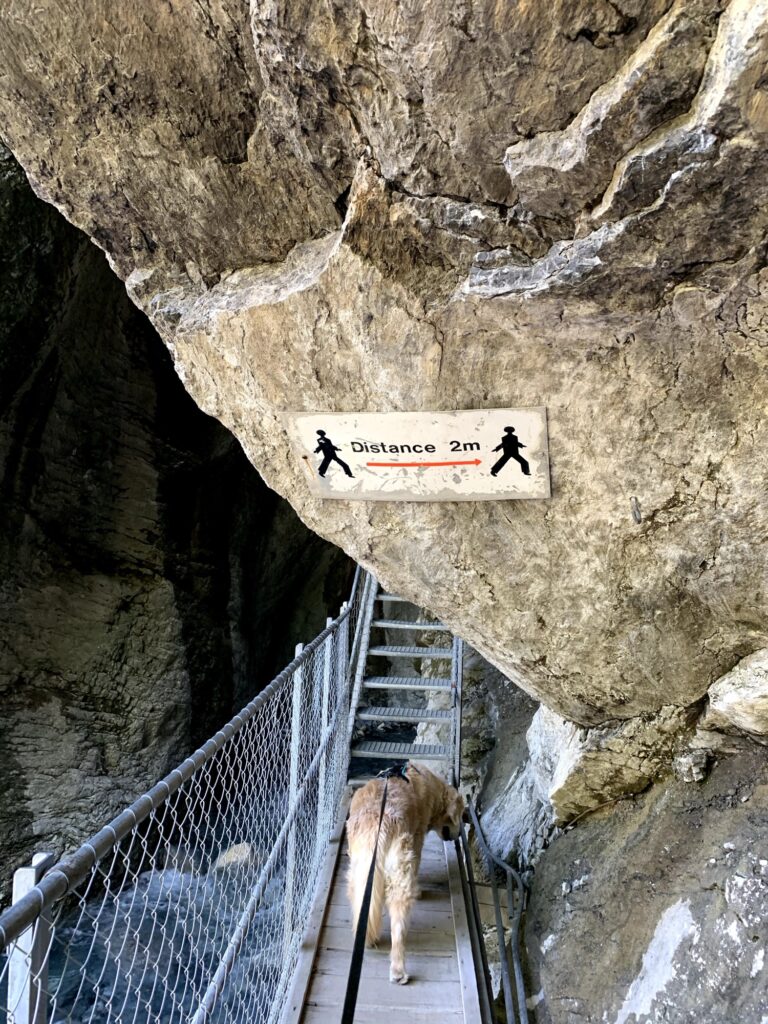 Hund auf Holzsteg unter Felsvorsprung in der Cholerenschlucht Adelboden – beeindruckender Wanderweg.