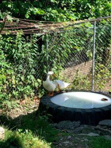 Zwei Enten am kleinen Wasserbecken – Zwei weisse Enten stehen am Rand eines runden Beckens in einem Gehege mit grünem Bewuchs.