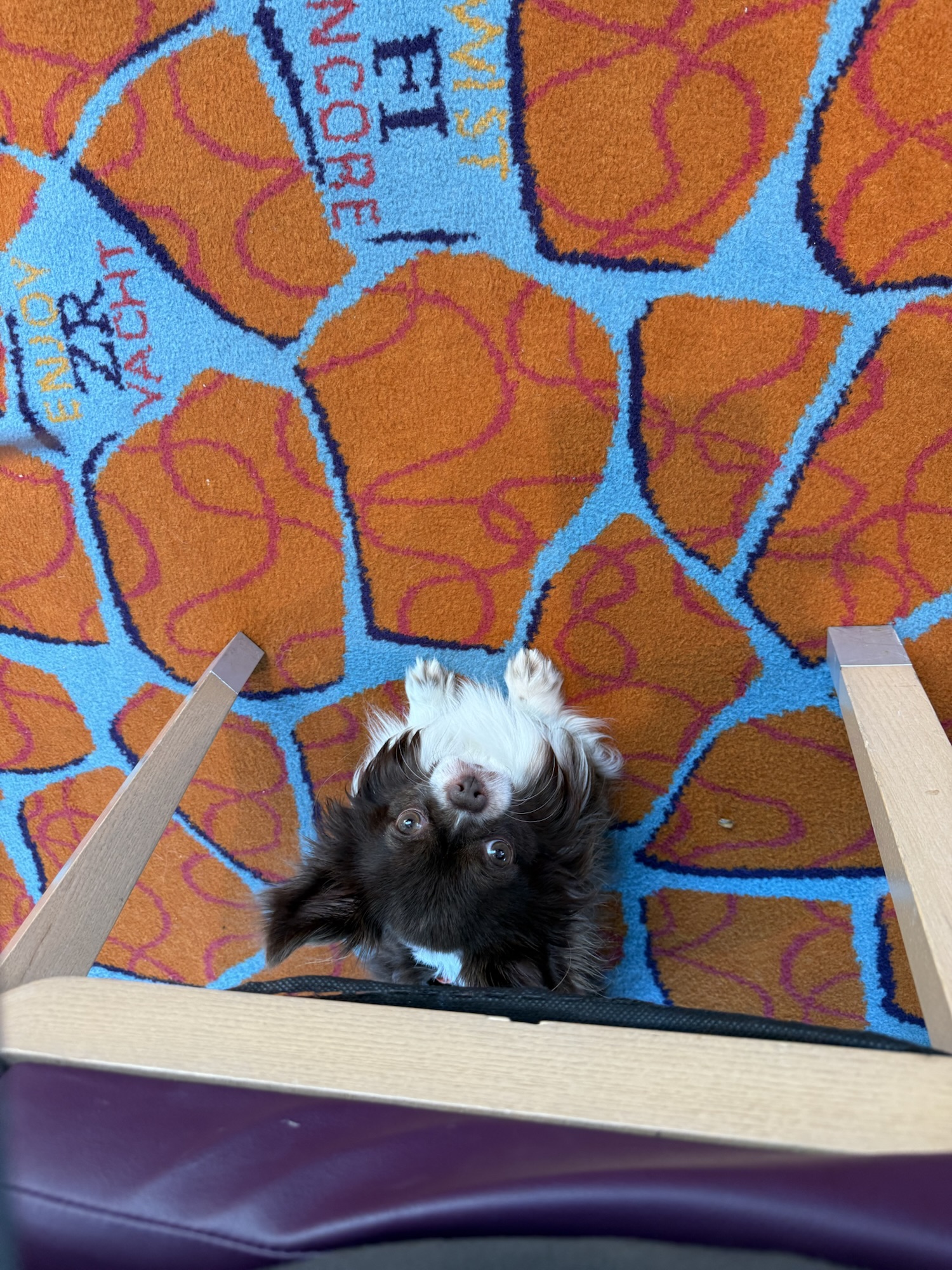 Kleiner Hund sitzt auf dem bunten Teppich im Passagierbereich einer Fähre und blickt von unten nach oben Richtung Kamera