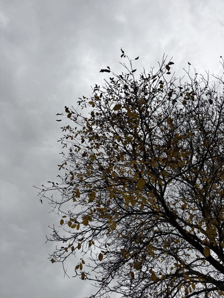 Äste eines Baumes mit letzten gelben Blättern vor grauem, bewölktem Himmel – herbstlich-trübe Stimmung.
