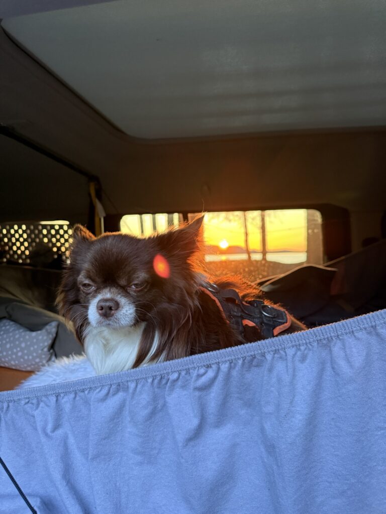 Nuo im Camper bei Sonnenuntergang – Der Hund blickt müde und etwas unwohl aus dem Camper, während draussen die Sonne untergeht – ein stiller, nachdenklicher Moment.