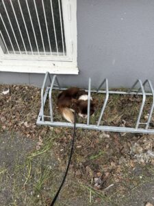 Nuo im Fahrradständer – Nuo hat sich zwischen den Metallstreben zusammengerollt, wirkt angespannt und sucht Schutz – ein Moment, der zeigt, dass er sich nicht wohl fühlt.