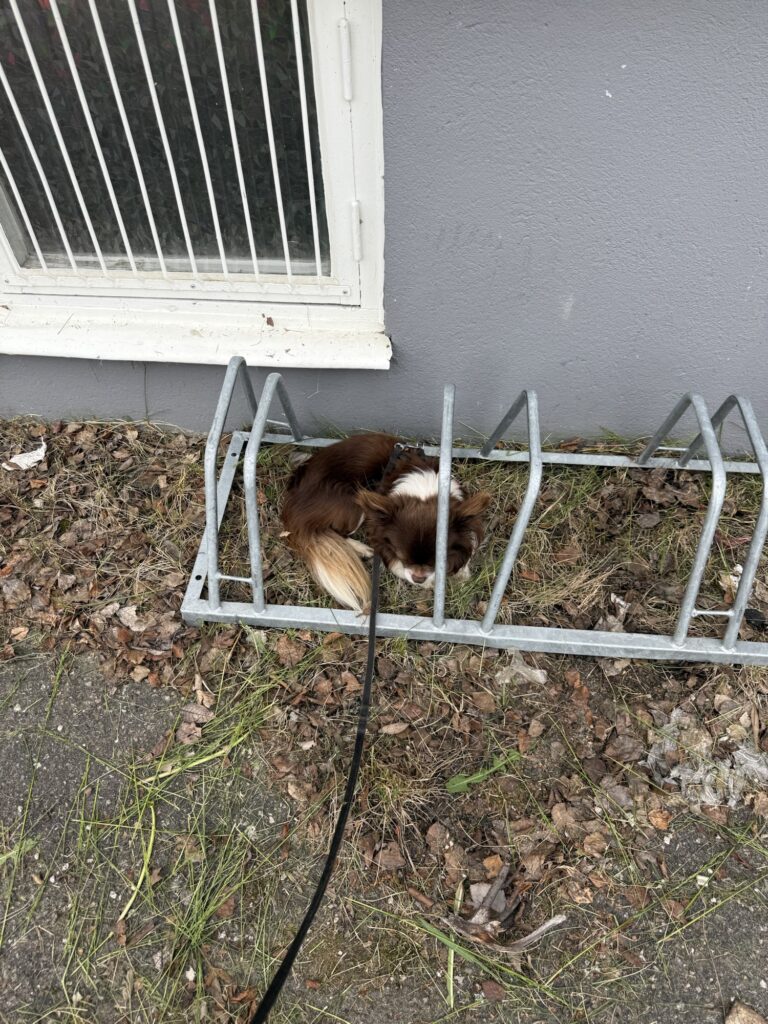 Nuo im Fahrradständer – Nuo hat sich zwischen den Metallstreben zusammengerollt, wirkt angespannt und sucht Schutz – ein Moment, der zeigt, dass er sich nicht wohl fühlt.