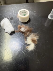 Tierarztbesuch unterwegs – Fellbüschel, Verbandsmaterial und Tape auf dem Untersuchungstisch – ein kleiner Eingriff, Teil des Lebens auf Reisen mit Hund.