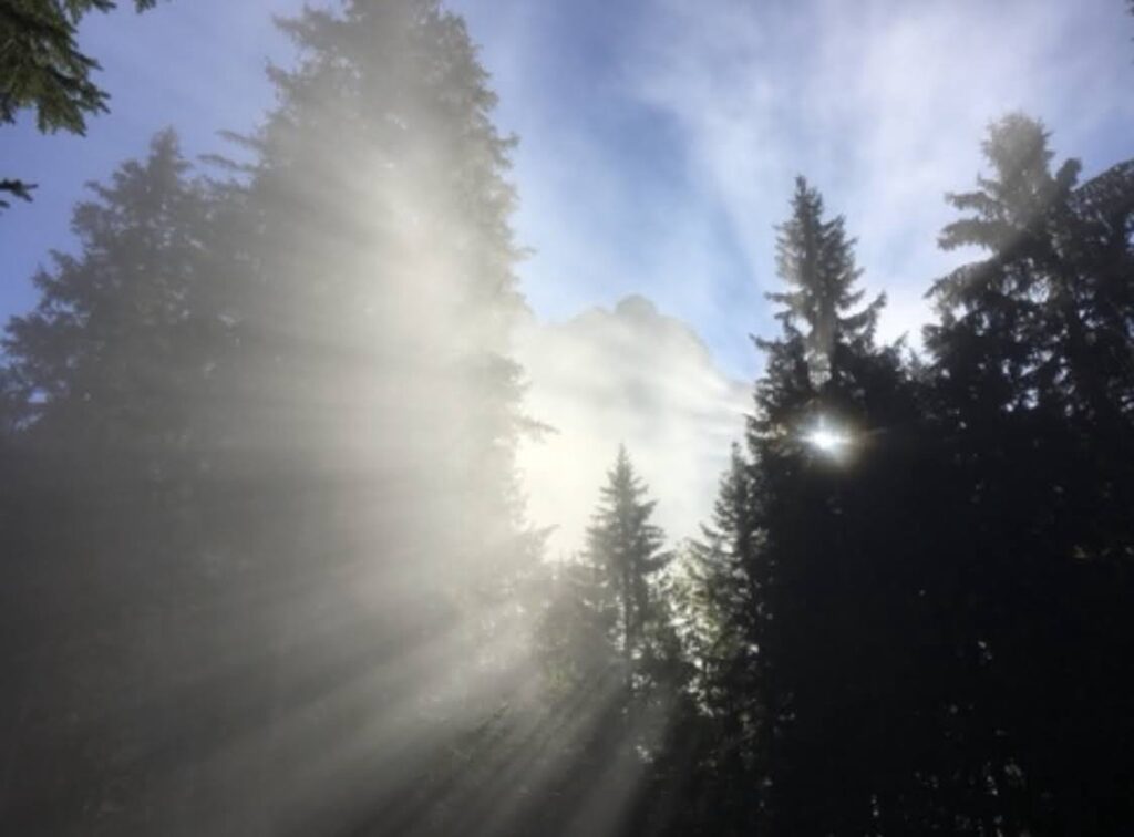 Sonnenstrahlen brechen durch dichten Nebel im Wald und erzeugen eine magische Lichtstimmung zwischen den Tannen.