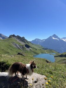 Chihuahua Nuo mit Blick auf den türkisblauen Bachalpsee und die Berner Alpen auf der First–Axalp-Wanderung.