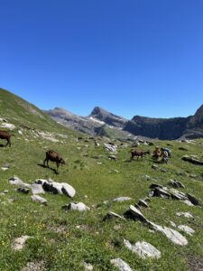 Ziegenherde auf Felsen oberhalb der Bergwiesen auf der Route Grindelwald First–Axalp.