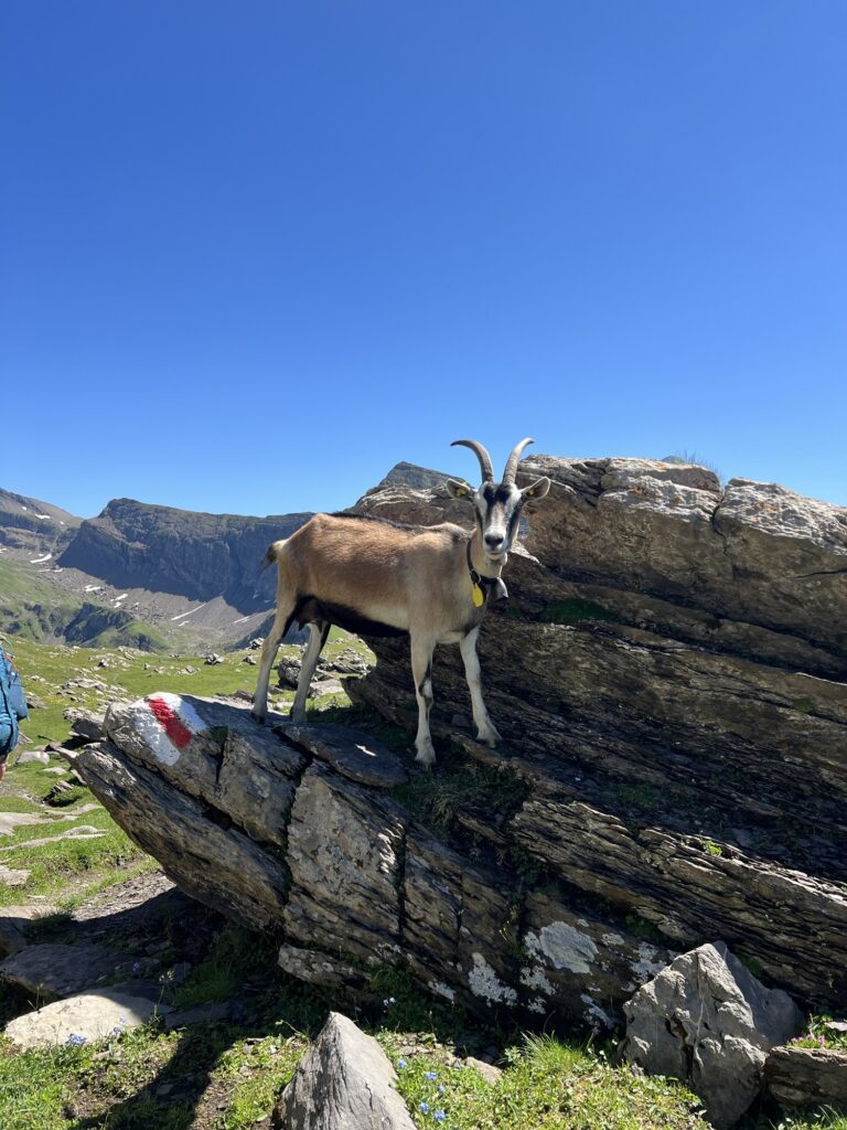 Ziege auf Felsen mit rot-weisser Wanderwegmarkierung auf der First–Axalp-Wanderung.