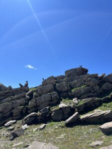Ziegen auf alpinen Wiesen mit Blick auf die umliegenden Gipfel zwischen Grindelwald First und Axalp.