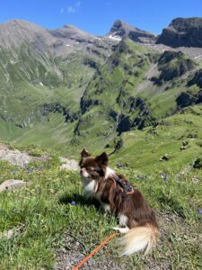 Chihuahua Nuo vor imposantem Bergpanorama auf der Wanderung Grindelwald First–Axalp.