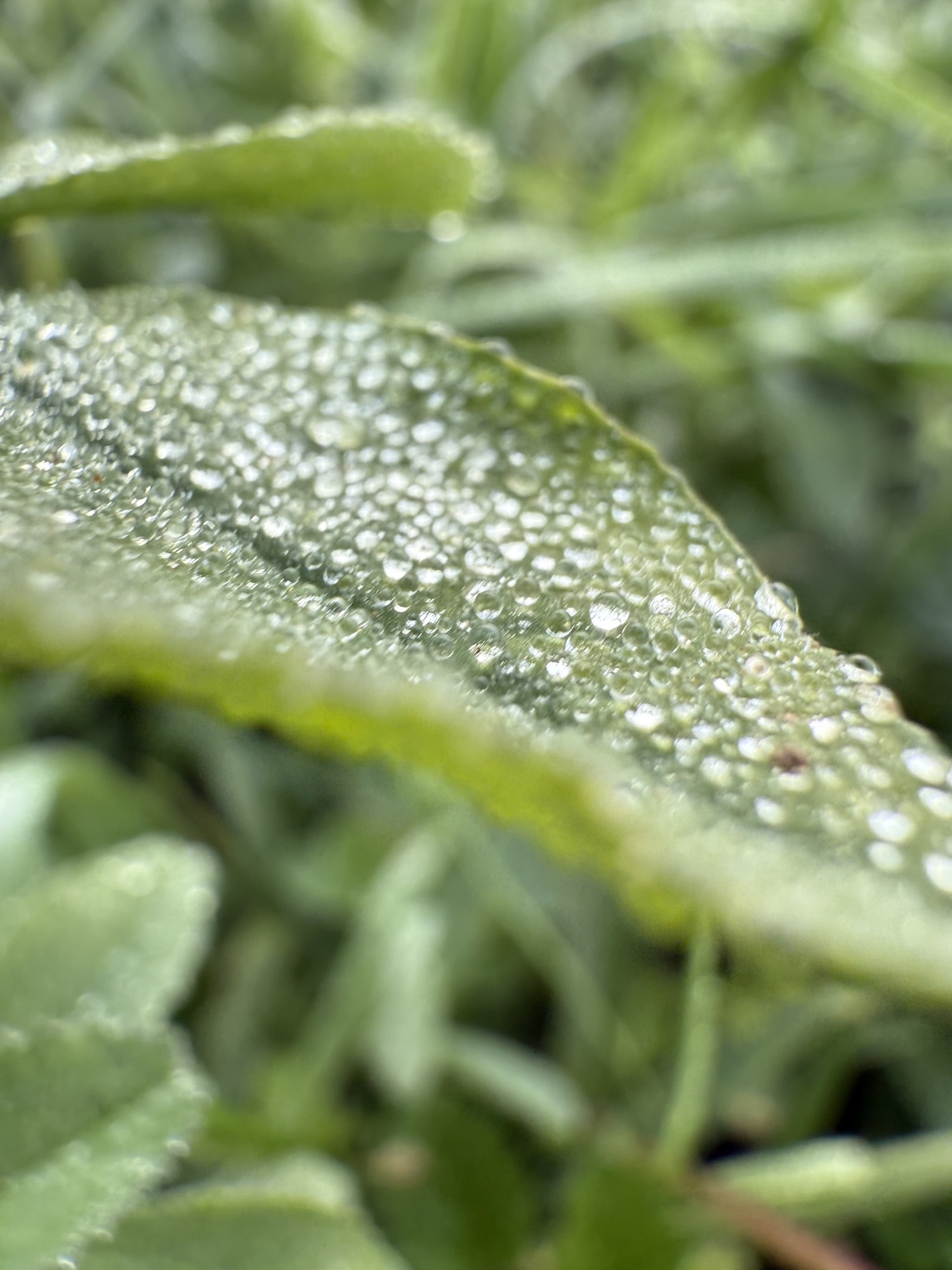 Nahaufnahme eines mit Tautropfen bedeckten Blattes im Morgenlicht – ein Symbol für Achtsamkeit, Naturverbundenheit und bewusste Morgenroutinen im Alltag.