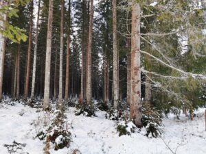 Verschneiter Waldweg auf der Tristenaurunde in Pertisau – ruhiges Wandern in Tirol abseits der Hauptwege.