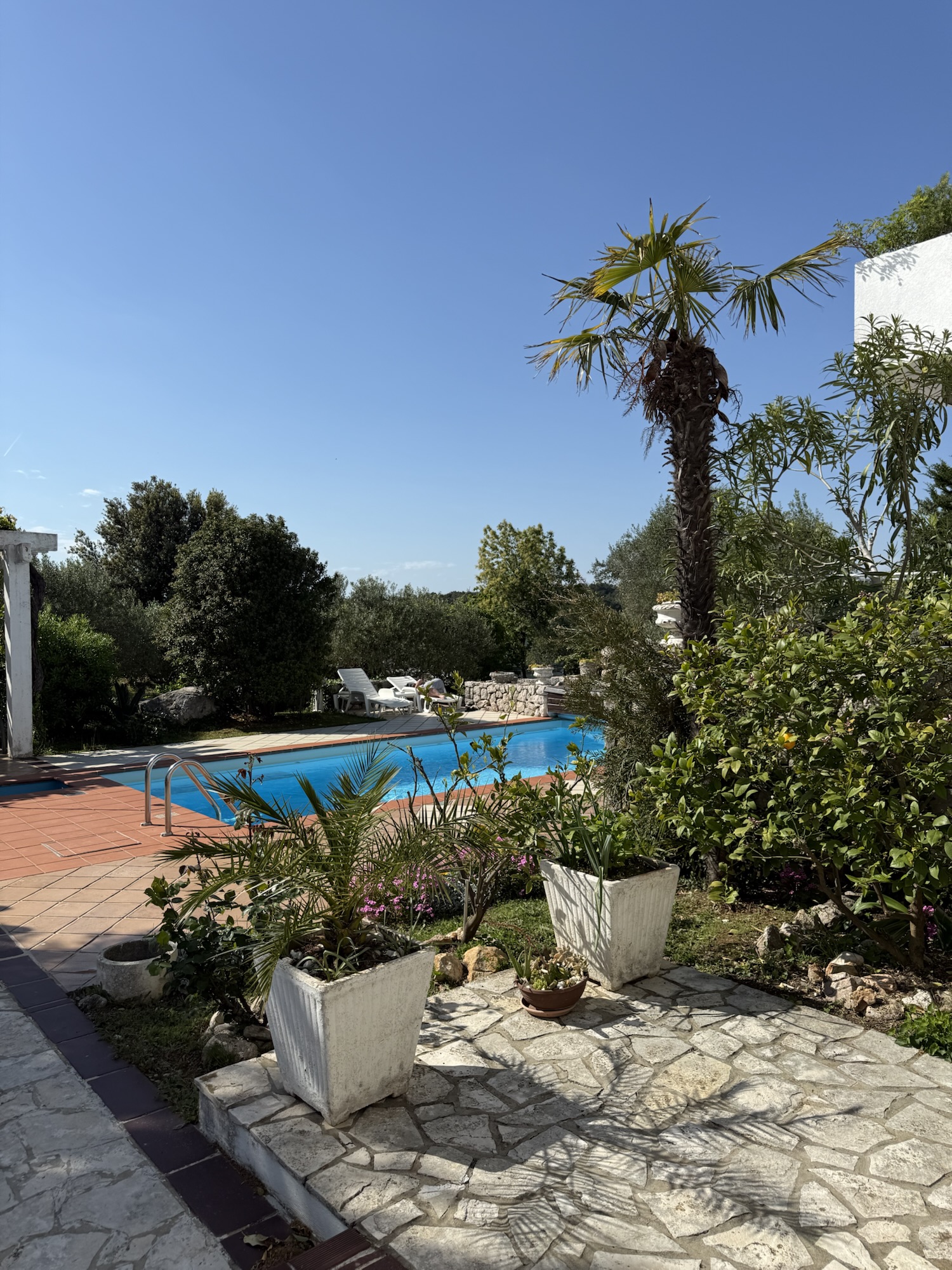 Poolbereich eines hundefreundlichen Airbnbs in Kroatien mit mediterranem Garten, Palmen und Sitzgelegenheiten