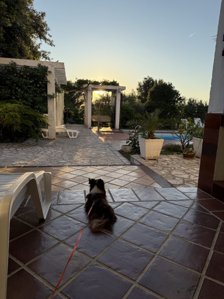 Sonnenuntergang im Garten eines Airbnbs in Kroatien mit Pool, Pergola und entspannter Atmosphäre – ideal für Ferien mit Hund