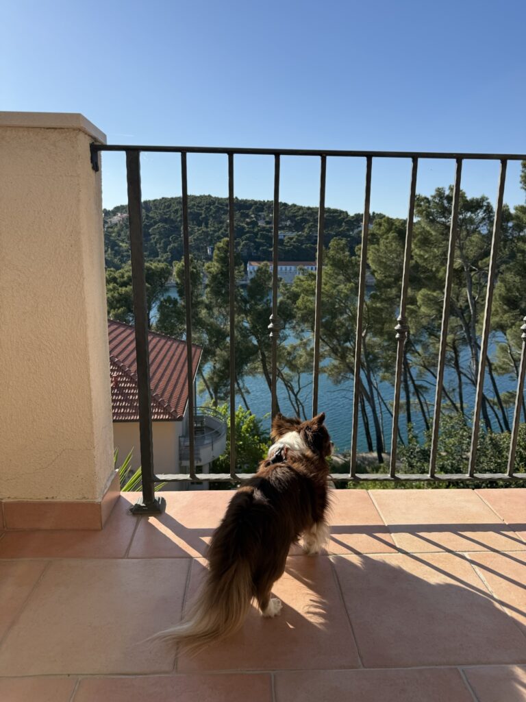 Hund blickt von der Terrasse eines Airbnbs in Kroatien auf das Meer und die bewaldete Küste – ruhige Lage mit Aussicht