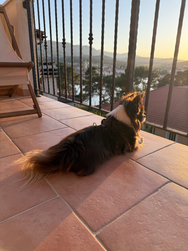 Hund liegt auf der Terrasse und schaut bei Sonnenuntergang über die kroatische Küste – entspanntes Reisen mit Hund im Airbnb