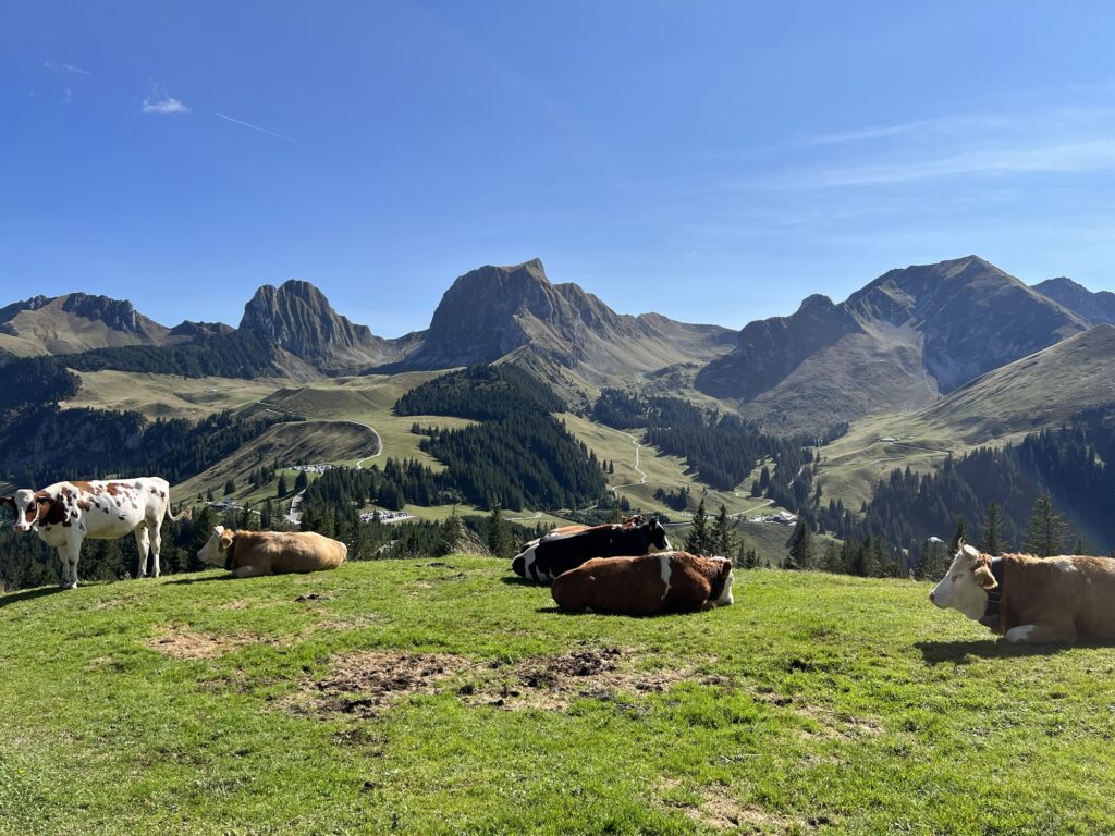 Sommerliche Szene auf dem Gurnigel: Kühe ruhen auf einer grünen Alpweide mit Panoramablick auf die Gipfel rund um den Selibühl im Gantrischgebiet.