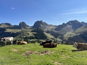 Sommerliche Szene auf dem Gurnigel: Kühe ruhen auf einer grünen Alpweide mit Panoramablick auf die Gipfel rund um den Selibühl im Gantrischgebiet.