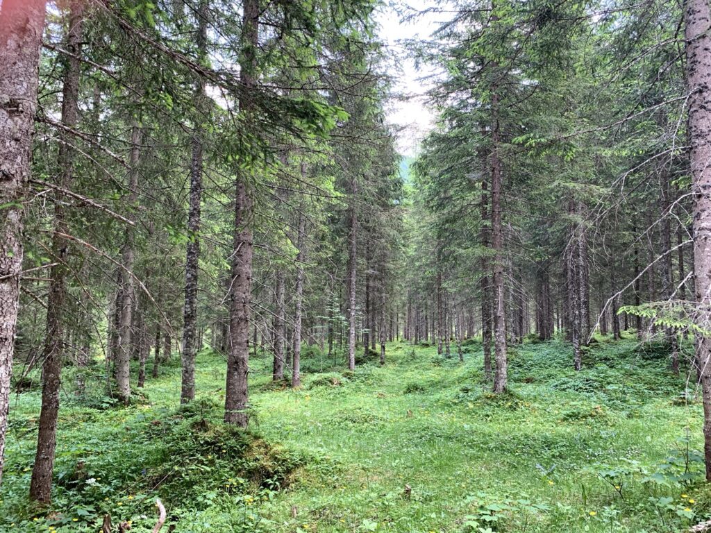 Grüner Waldabschnitt auf der Tristenaurunde in Pertisau – ideal fürs Wandern mit Hund.