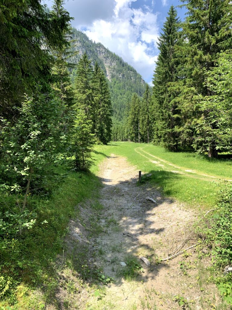 Naturpfad durch den Wald bei Pertisau – entspannte Wanderung in Tirol mit Hund.