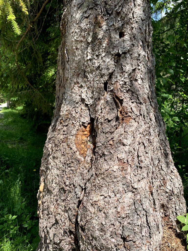 Detailaufnahme eines alten Baumstamms entlang des Wanderwegs in Pertisau am Achensee.