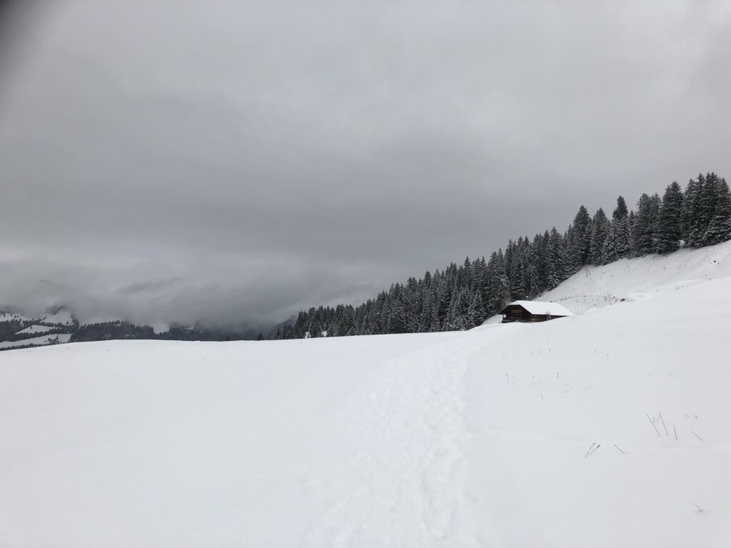 Winterlandschaft auf dem Springenboden mit sanften Hügeln, Tannenwald und alpiner Weite
