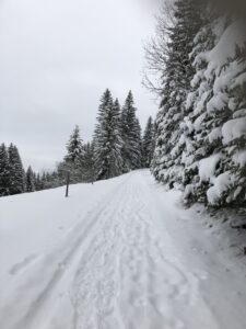 Panoramablick vom Springenboden ins hintere Diemtigtal mit verschneiten Bergen und Tannen