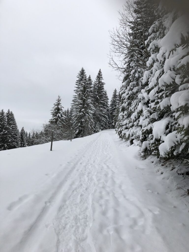 Panoramablick vom Springenboden ins hintere Diemtigtal mit verschneiten Bergen und Tannen