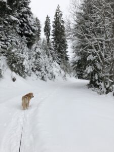 Schmaler Winterwanderweg durch verschneiten Wald auf dem Springenboden im Diemtigtal