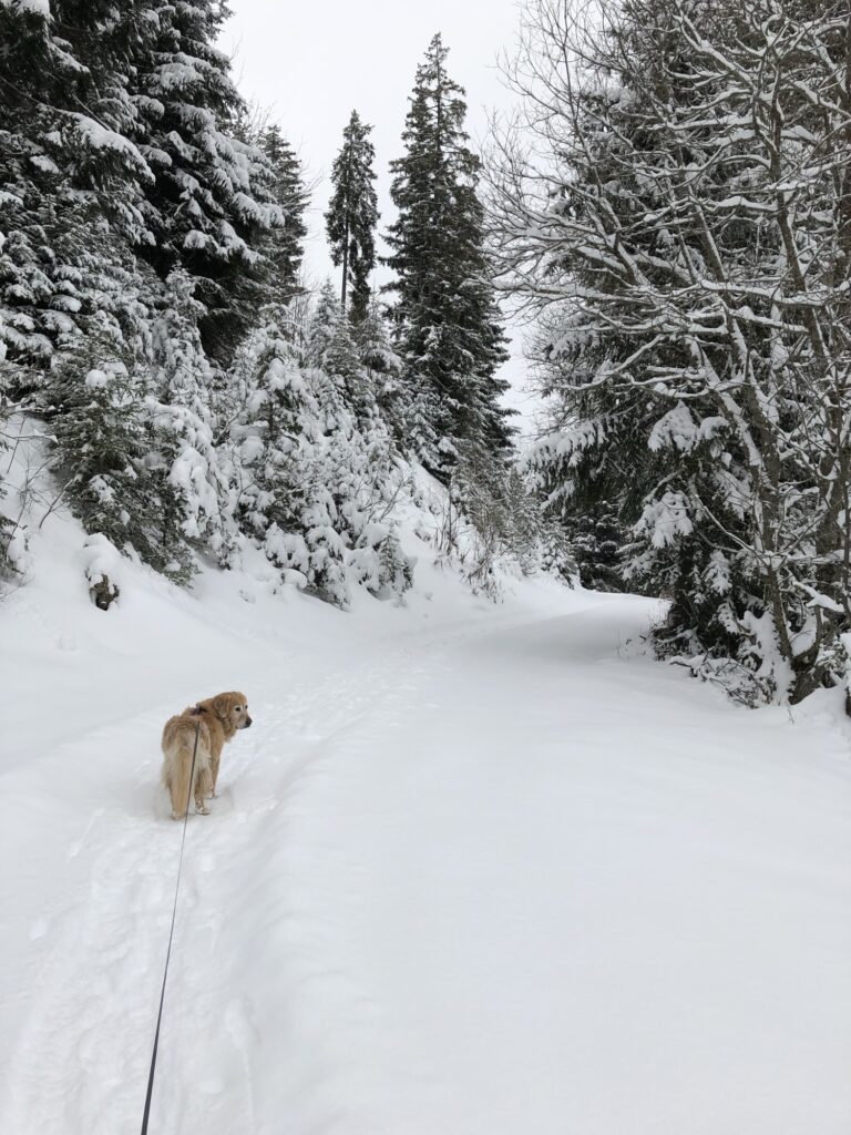 Schmaler Winterwanderweg durch verschneiten Wald auf dem Springenboden im Diemtigtal