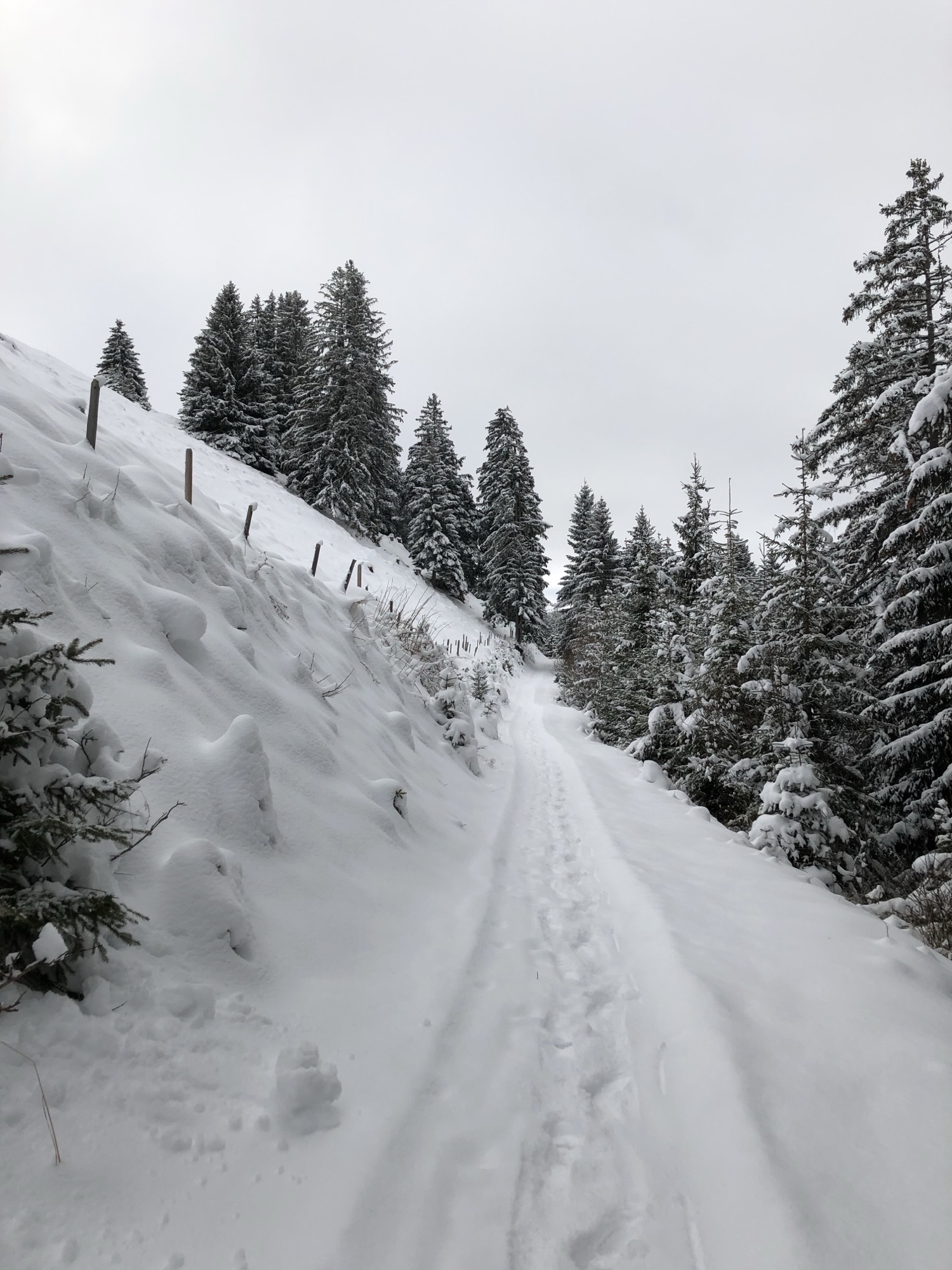 Schmaler Abschnitt des Winterwanderwegs Springenboden durch verschneiten Wald im Diemtigtal