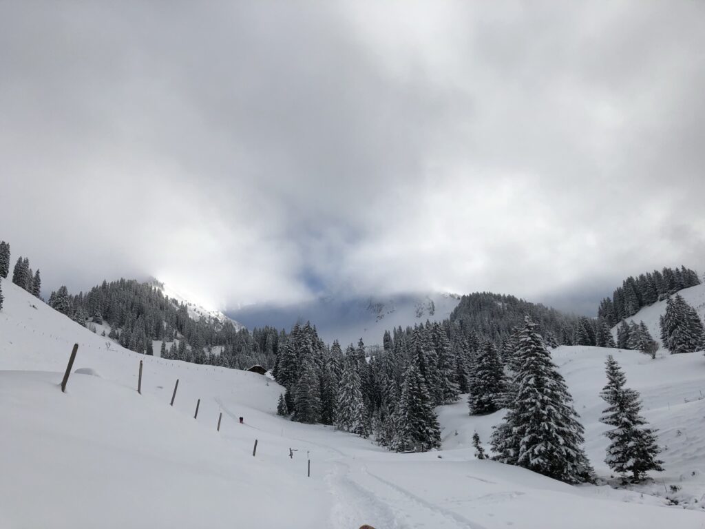 Präparierter Winterwanderweg auf dem Springenboden mit viel Schnee und verschneiten Tannen im Diemtigtal