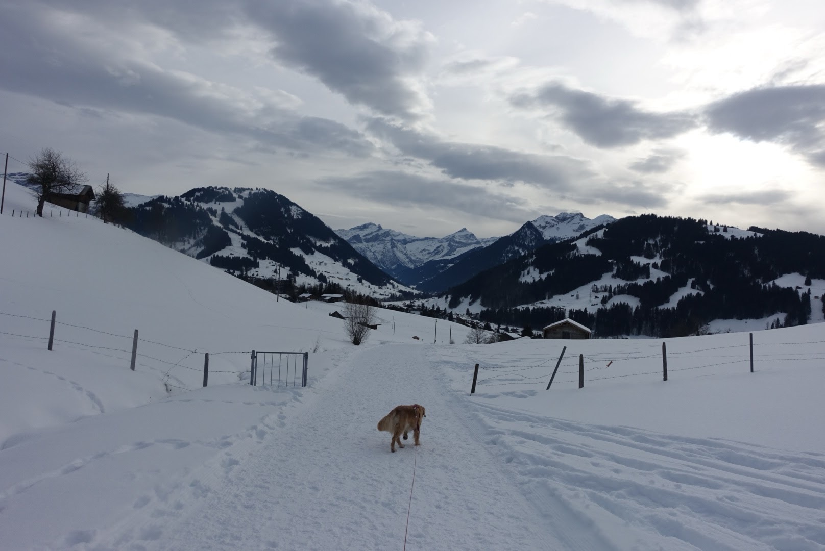 Hund an der Leine auf präpariertem Winterwanderweg im Saanenland mit Bergpanorama im Hintergrund