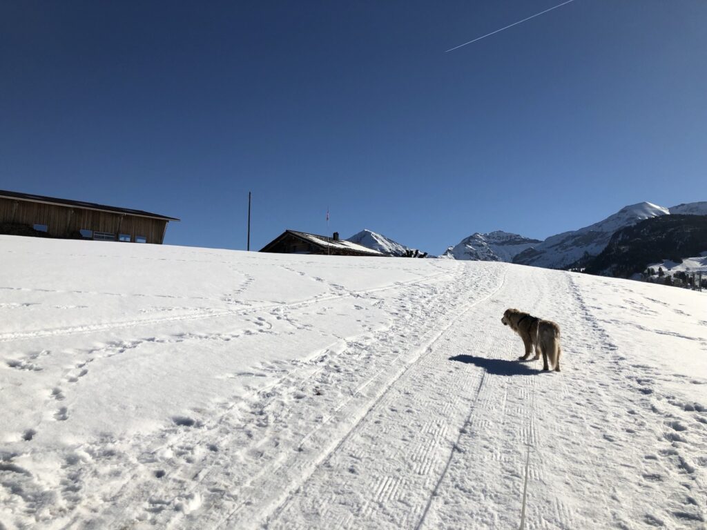 Winterwandern mit Hund in Aeschiried auf einem breiten, präparierten Winterwanderweg