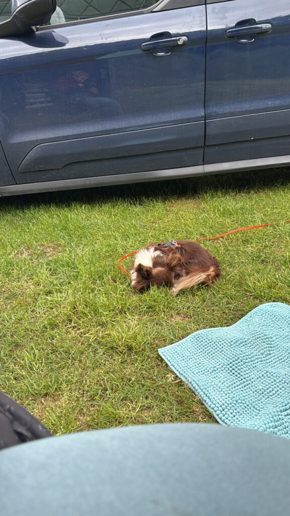 Hund schläft zusammengerollt neben dem Camper – Camping mit Hund erfordert Planung und Pausen