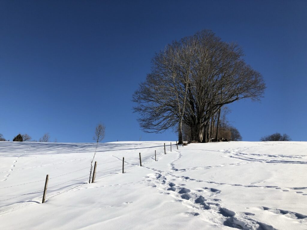 Verschneite Hügellandschaft bei Aeschiried – ruhige Winterwanderung auf der Sonnenterrasse über dem Thunersee