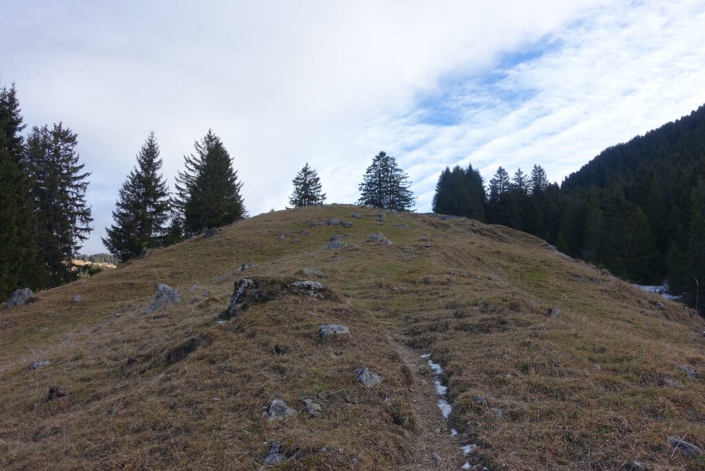 Sanfte Anhöhe auf der Winterwanderung Schwarzsee – Hohberg mit schneefreien Alpflächen und Tannenwald