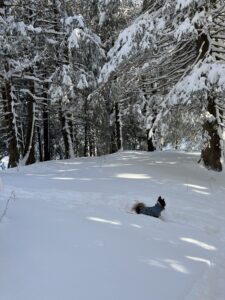 Kleiner Hund mit blauem Mantel läuft durch tiefen Pulverschnee zwischen verschneiten Tannen im Winterwald.