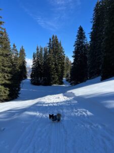 Hund auf Winterwanderung auf der Axalp auf präpariertem Weg durch den Wald