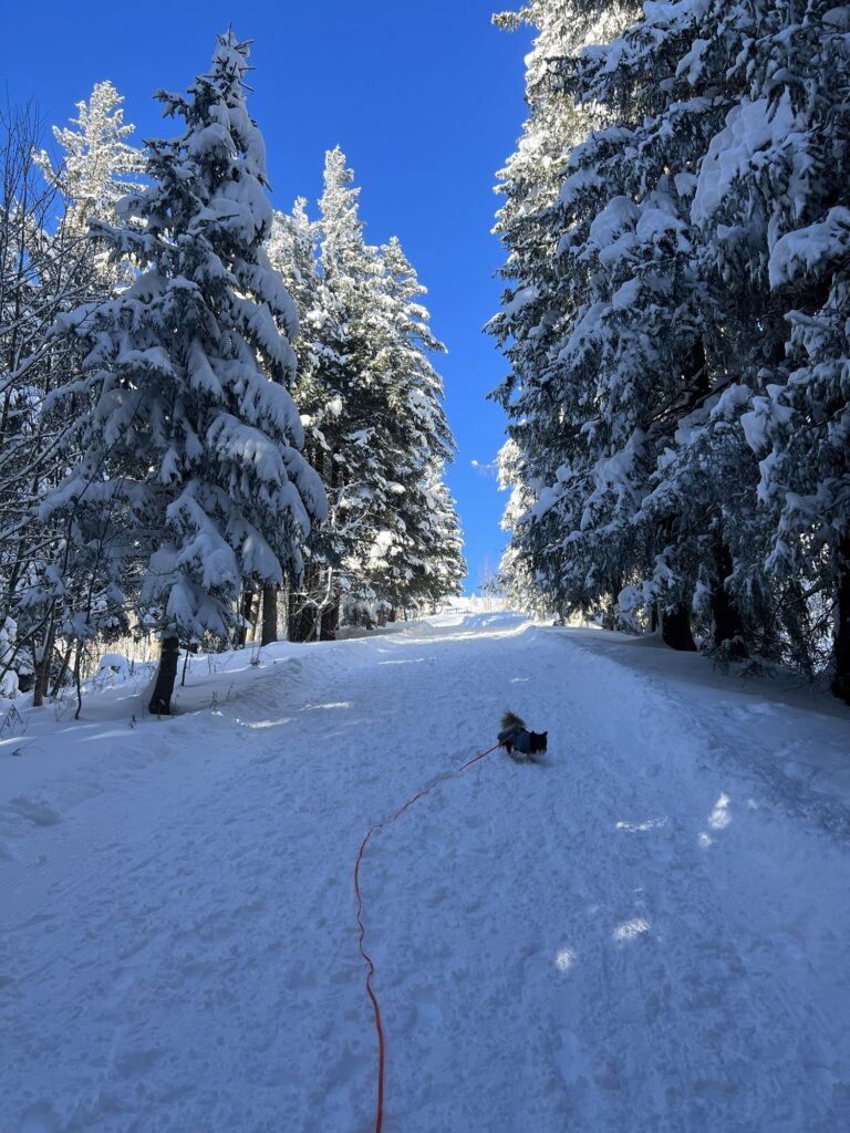Kleiner Hund mit roter Schleppleine läuft einen verschneiten Waldweg bergauf zwischen hohen, schneebedeckten Bäumen.