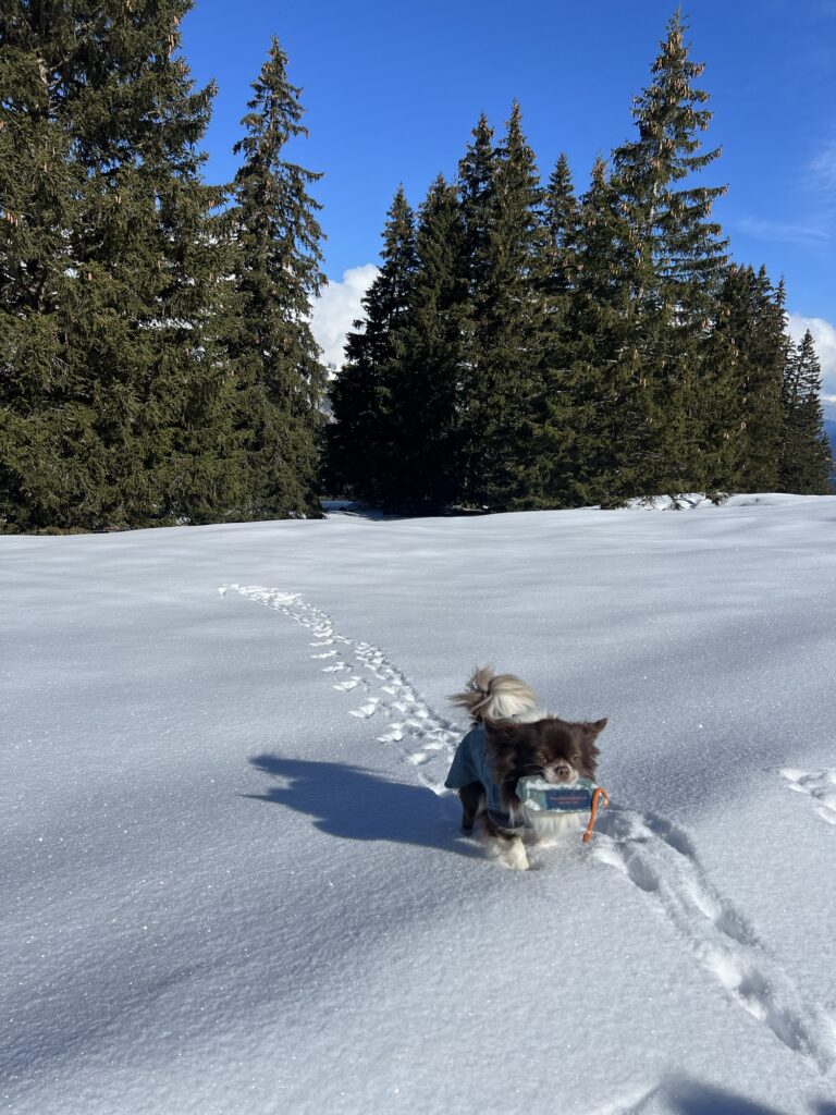 Hund auf Winterwanderung Axalp mit Schneespuren und Tannen im Berner Oberland