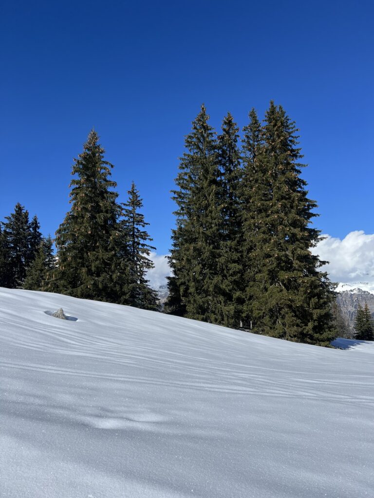 Verschneite Alpweide auf der Axalp mit Tannen und Winterstimmung beim Winterwandern