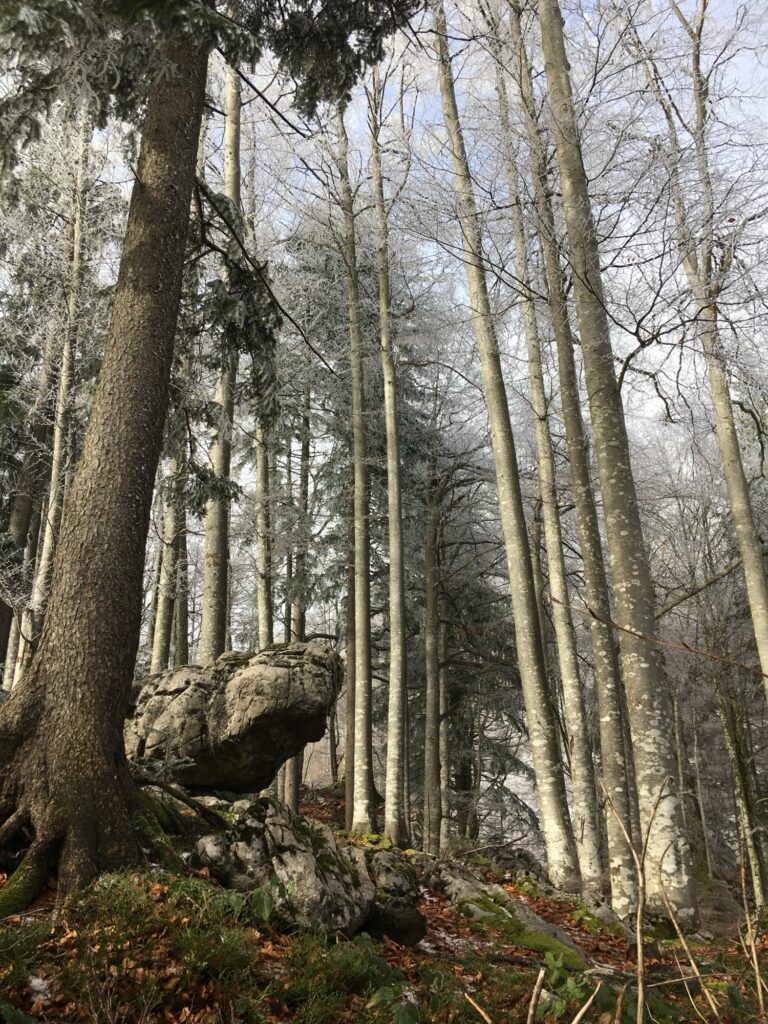 Moosbewachsener Fels im lichten Winterwald am Panoramaweg Hasliberg