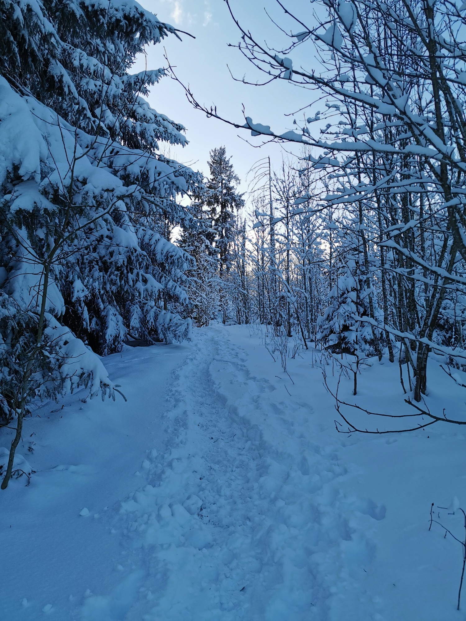 Schmaler, verschneiter Waldpfad auf der Winterwanderung von Heiligenschwendi zur Blueme im Berner Oberland